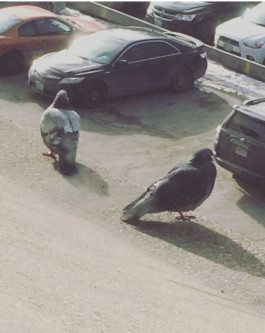 GONDOR DESIGN CULTURE ⚑ 